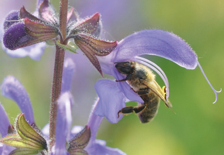 Bestäubungsvorgang bei Salbei