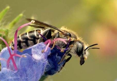 Glänzende Natternkopf-Mauerbiene