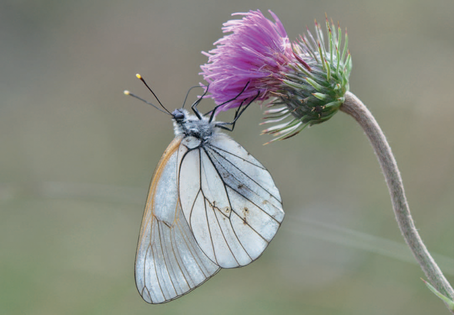 Baum-Weissling an Berg-Distel