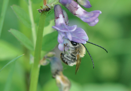Wicke mit Langhornbiene