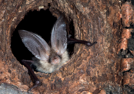 Fledermaus - braunes Langohr