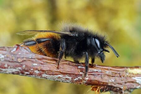 gehörnte Mauerbiene