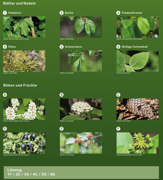 Rästel - Welche Blüten und Früchte gehören zu welchen Blättern?