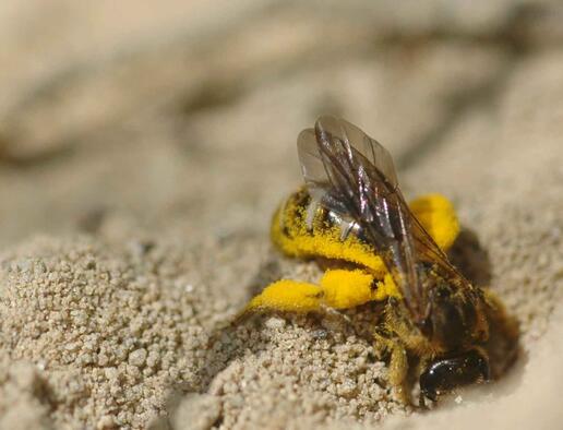 Wildbiene beim Nisten im Sand