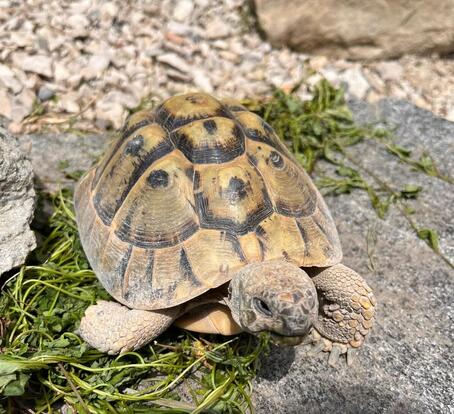 Schildkröte Stupsi