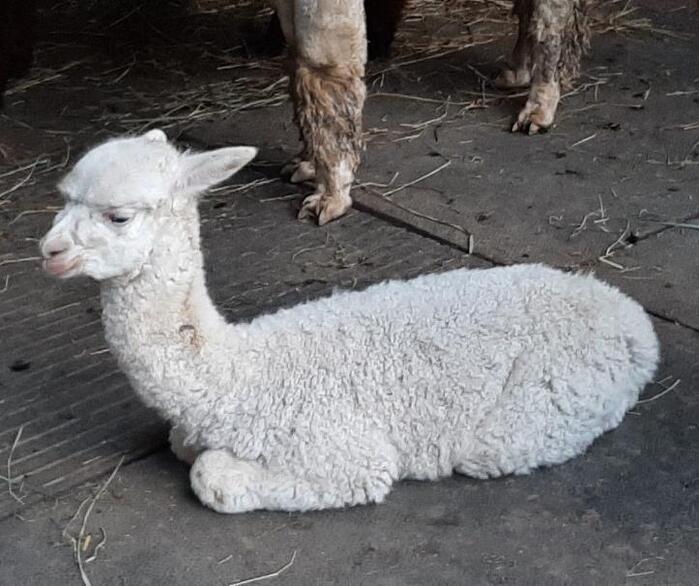 Alpaka Filou