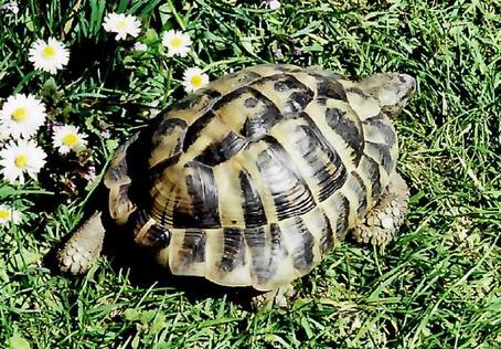 Schildkröte Herkules