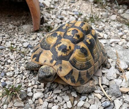 Schildkröte Mini