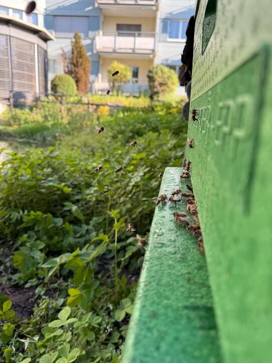 Neue Bewohner: Bienenstock im Sinnespark